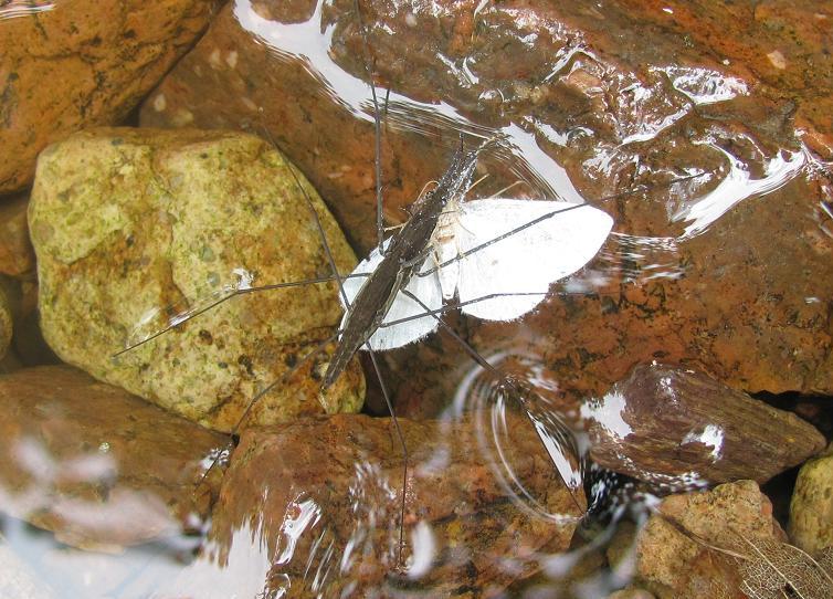 Gerridae in accoppiamento con preda